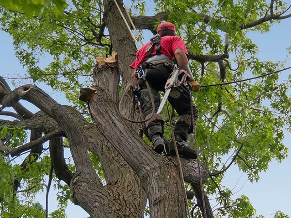 Arboriculture