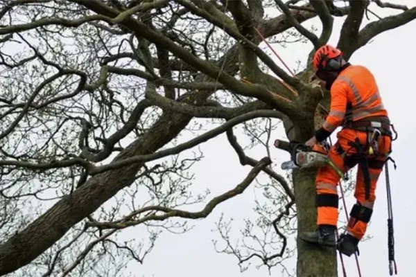 Arboriculture
