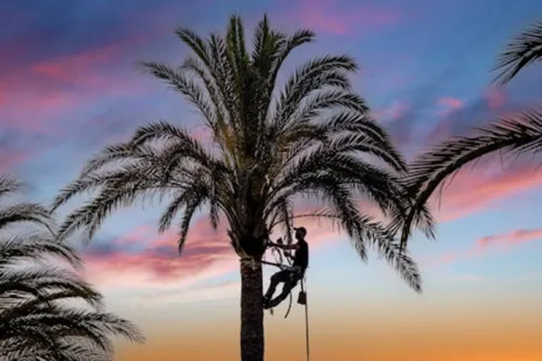 Arboriculture