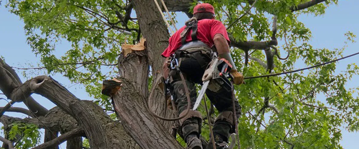 Arboriculture