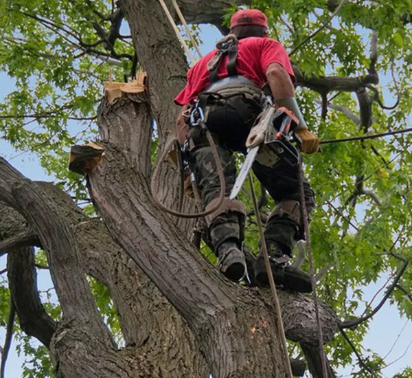 Arboriculture